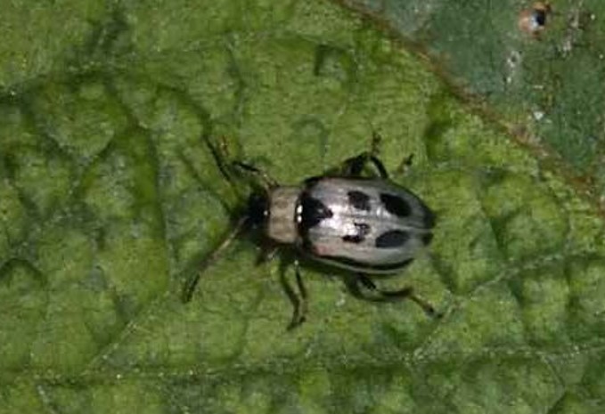 bean leaf beetle