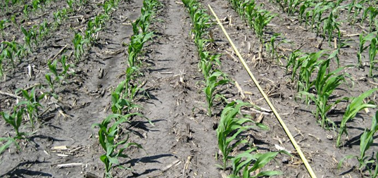 mid season corn rows