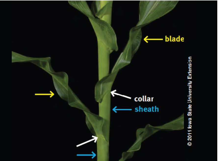 Corn plant showing fully emerged leaves with visible leaf collars.