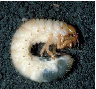 white grub