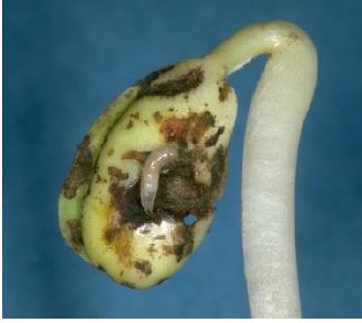 seed corn maggot