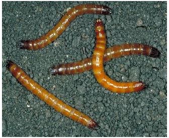 wireworm