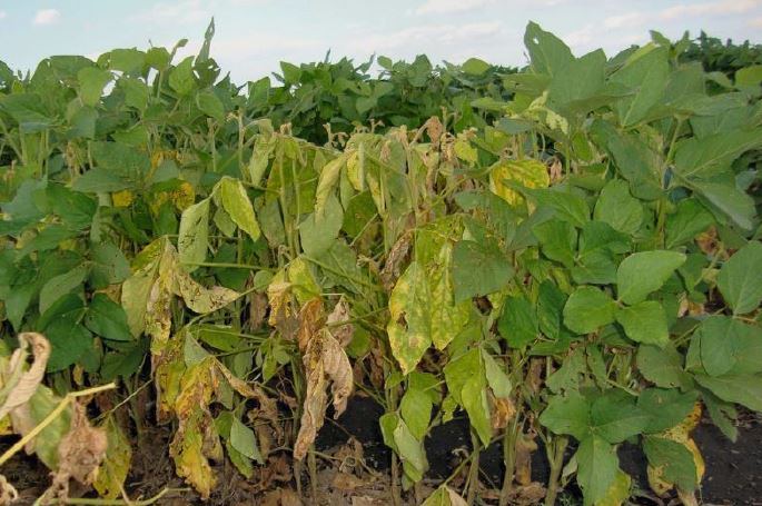 Soybean plants wilting due to Phytophthora root and stem rot.