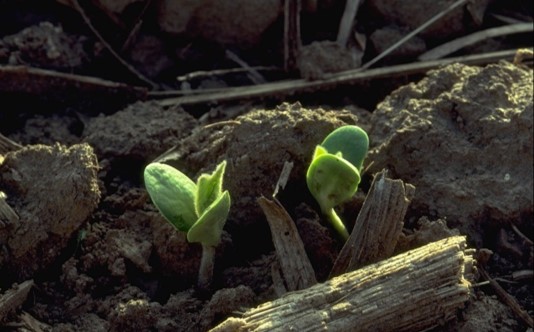 soybean plant sprouting out of soil