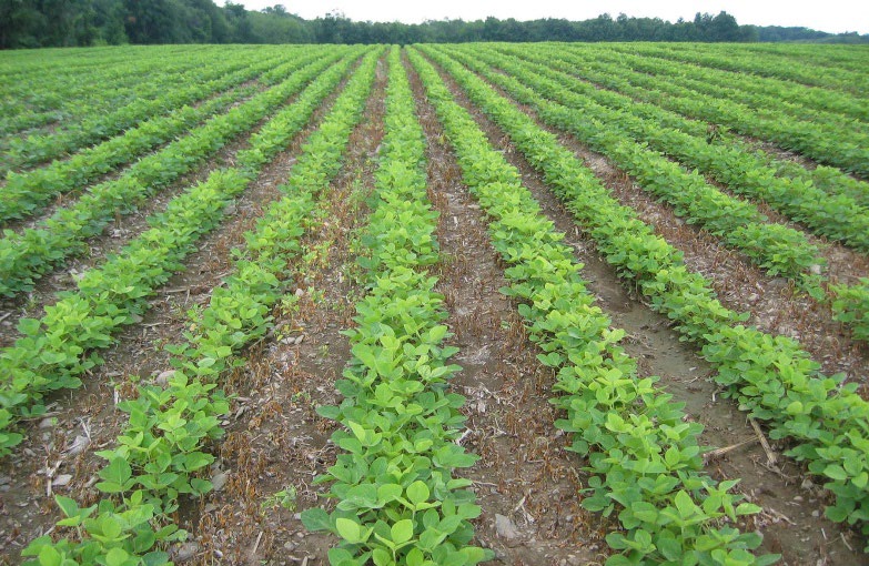Field not previously planted to soybeans shows symptoms of nitrogen deficiency.