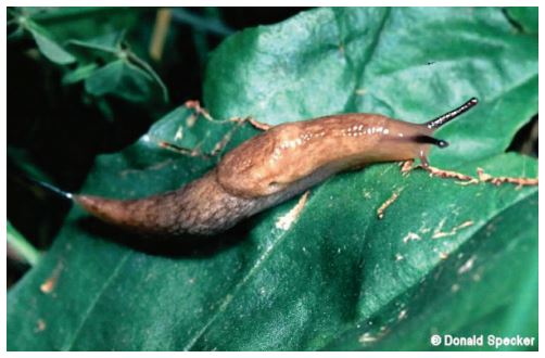 Adult gray garden slug