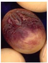 Cercospora seed stain on soybean.