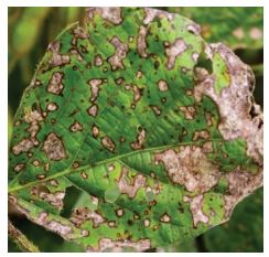 Frogeye leaf spot on soybean.
