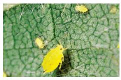 Aphid feeding on soybean leaf.