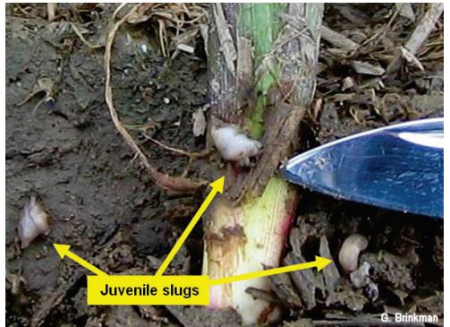 Three small slugs present on and near a corn plant.