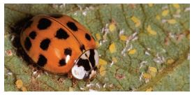Ladybird beetle predating on aphids