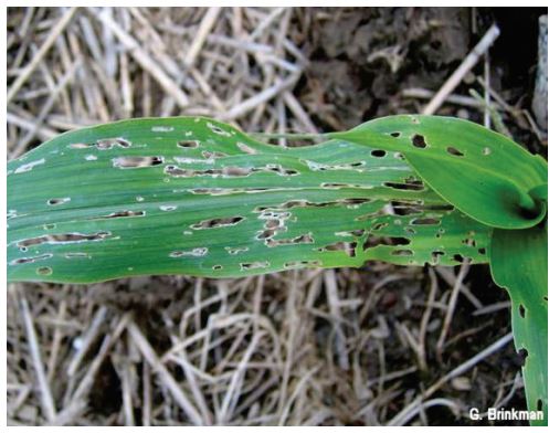 Leaf damage caused by juvenile slugs