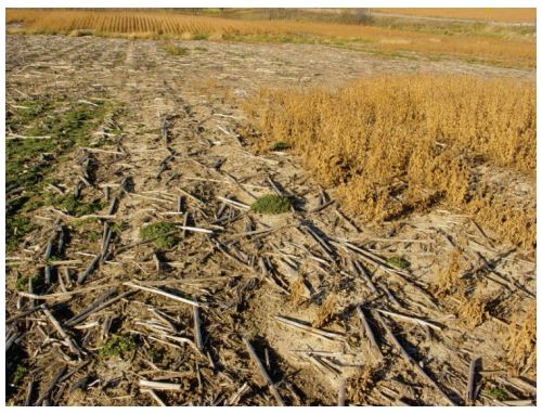 No-tilled field in Barron County, Wisconsin.