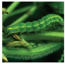 Soybean podworm feeding on soybean