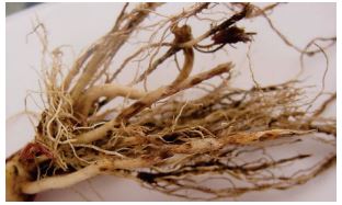 Cankers in roots due to rhizoctonia root rot