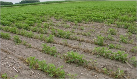 Stand loss due to Fusarium infection. Note the patchy nature of infection occurring in a specific area of the field.