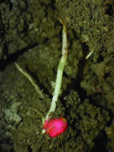 Corn plant with coleoptile damaged by cold temperatures.