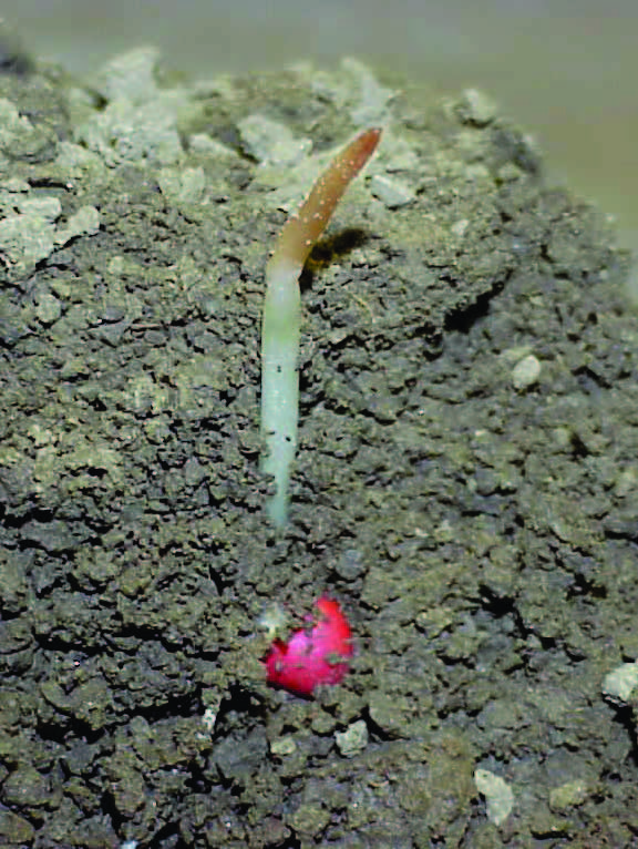 Corn plant with coleoptile damaged by cold temperatures.