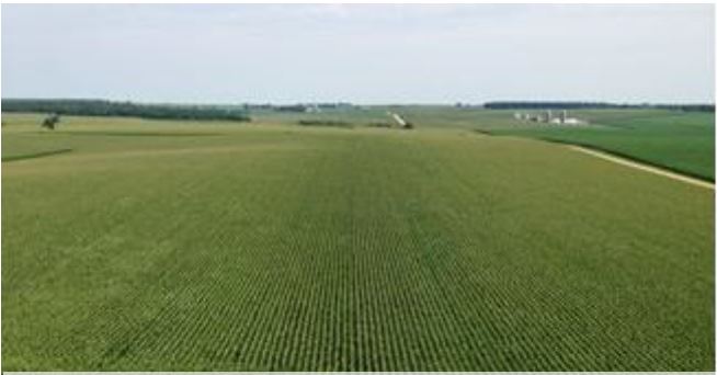 Corn Production in 30 inch rows