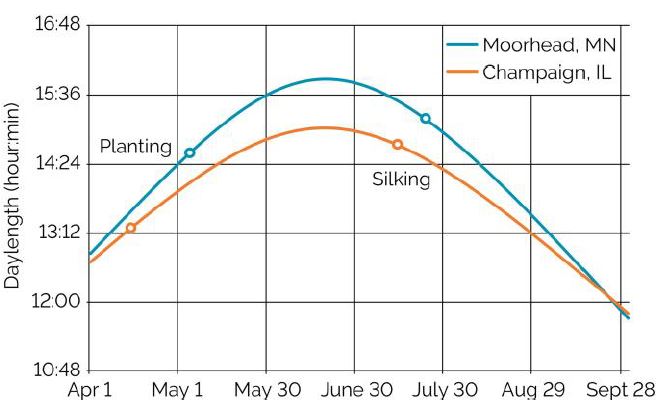 Projected silking date relative to daylength for corn at Moorhead, MN, and Champaign. IL