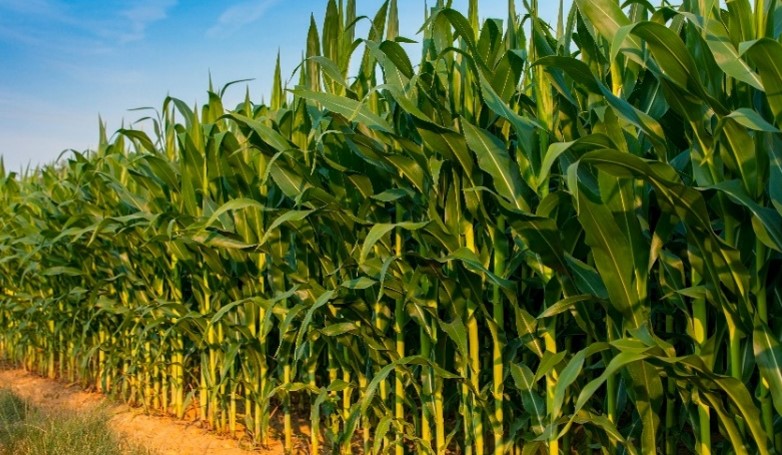 corn stands