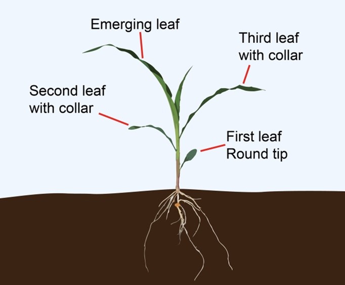 staging corn growth diagram
