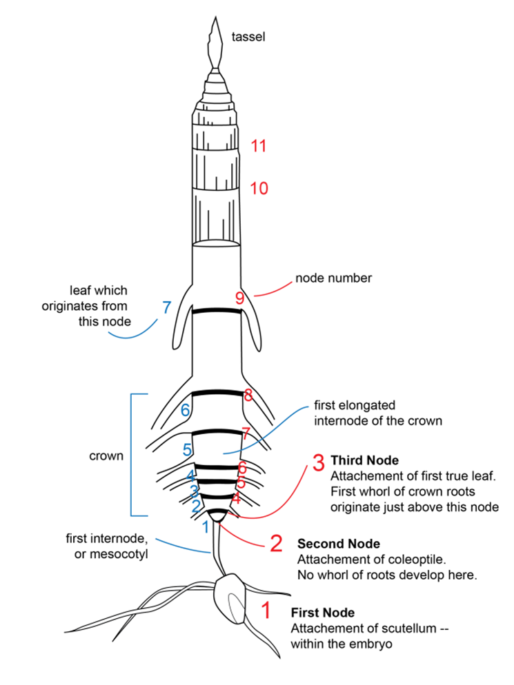 staging corn growth diagram