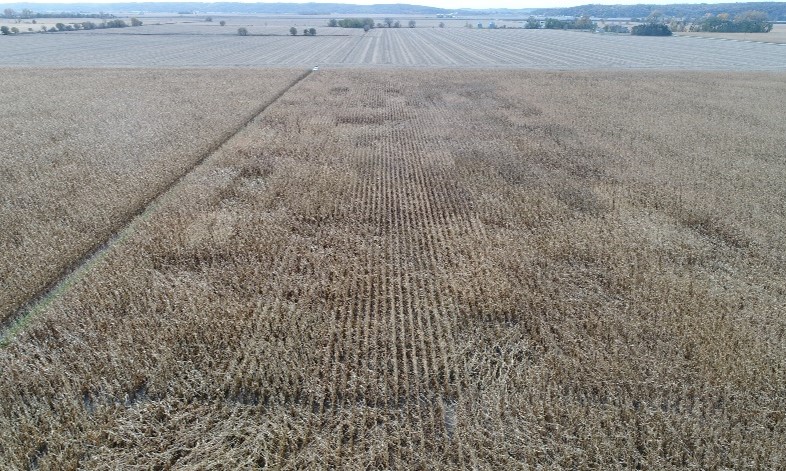 Pioneer hybrid advancement trial showing differences in stalk lodging among hybrids