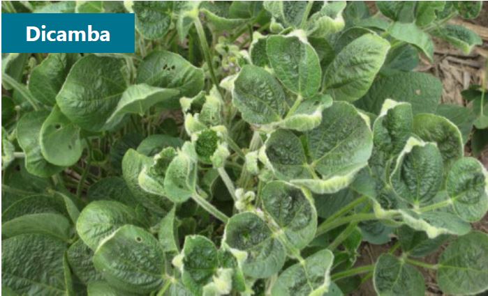 Soybean plants showing upward leaf cupping characteristic of dicamba injury. Symptoms are limited to newer growth, with older leaves unaffected.