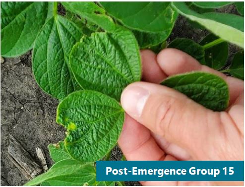 Soybean plants showing characteristic symptoms of Group 15 herbicide injury. The midribs are shortened, resulting in heart-shaped leaflets.