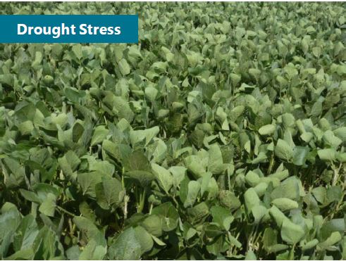 Soybeans with leaves folded in and flipped over in response to drought stress.