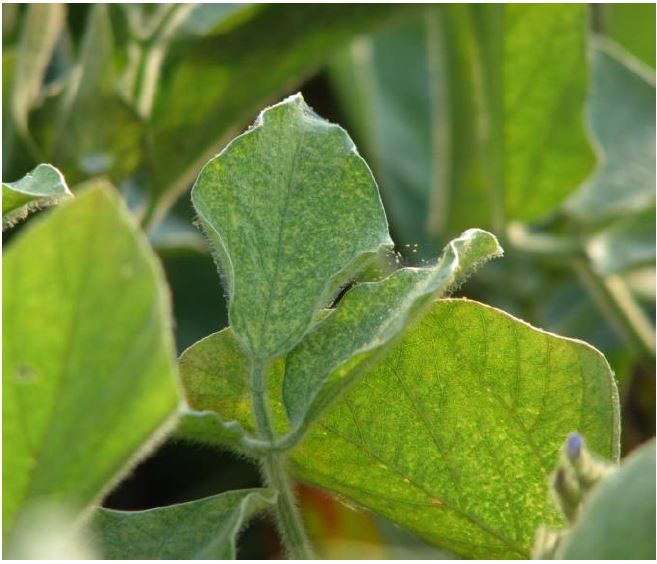 Soybean leaves showing spider mite feeding symptoms