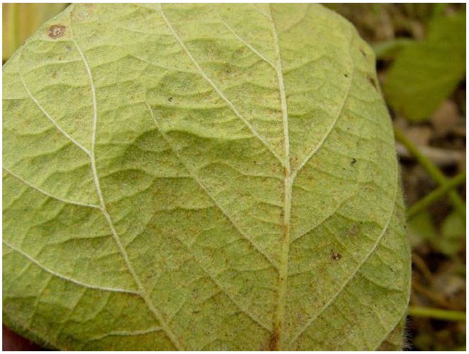 Spider mite eggs on underside of soybean leaf.  Spider mite infestations are more common under hot, dry, drought stressed conditions.