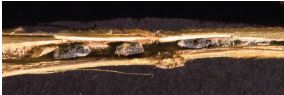 White mold sclerotia within soybean stems, appearance more cylindrical.