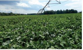 High density canopies with cool and moist conditions favor disease development.