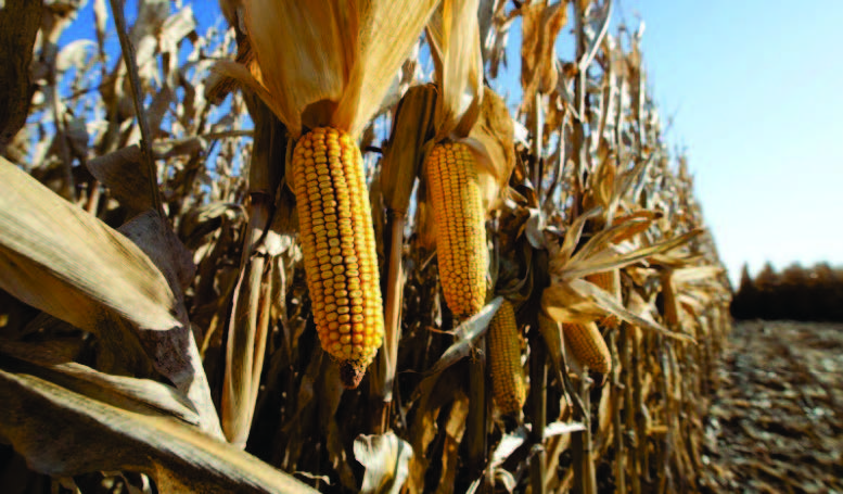 corn