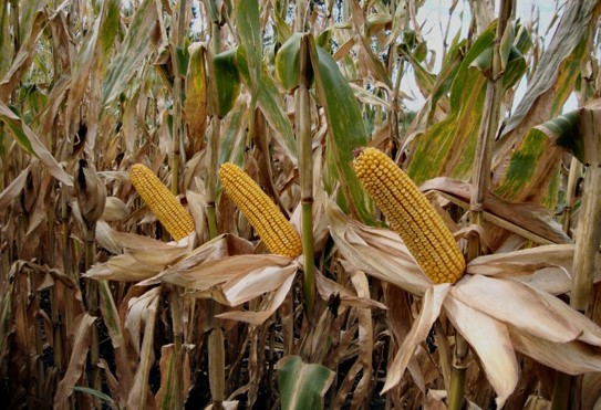corn stalks