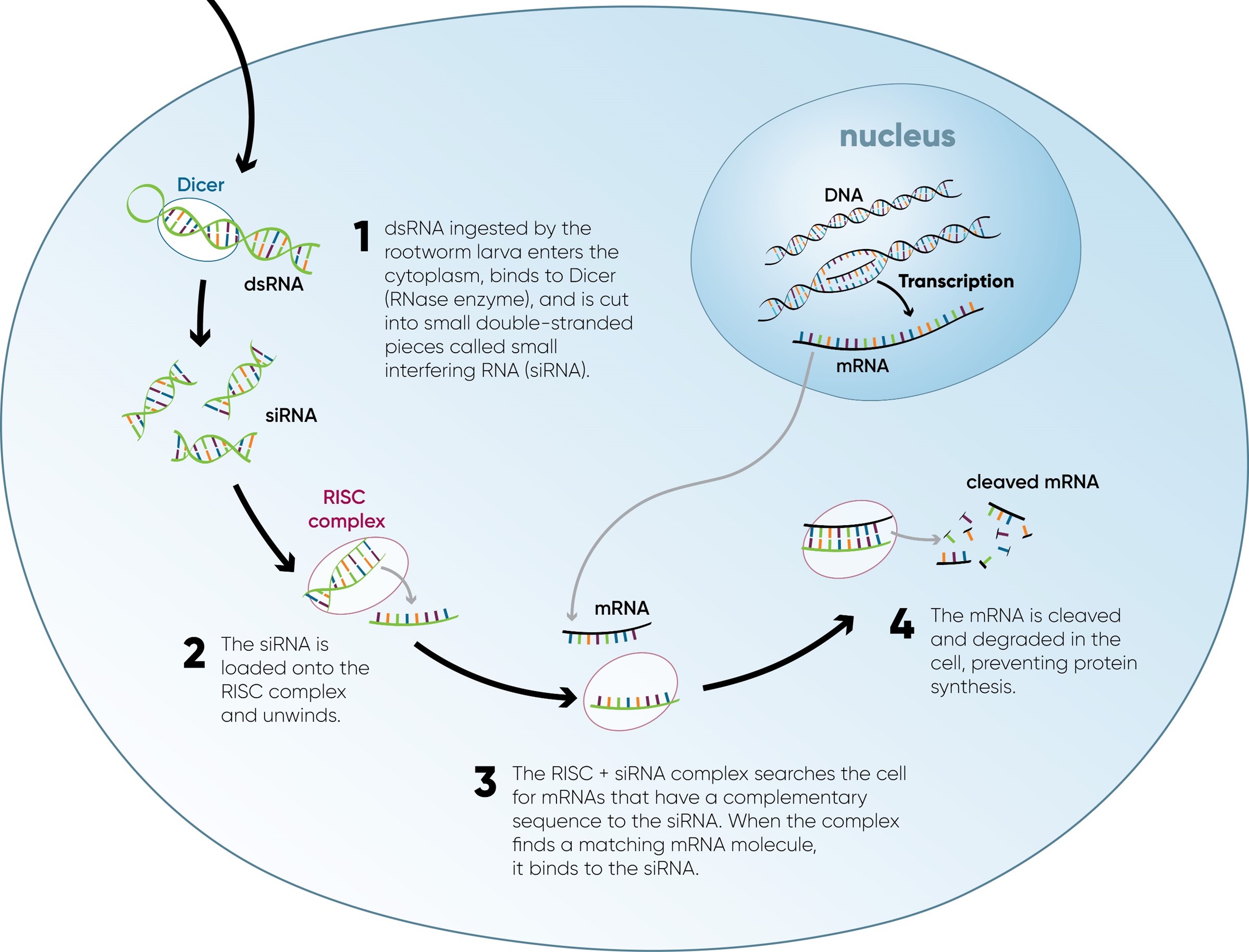 Diagram showing the key steps in the RNAi pathway in a corn rootworm cell. dsRNA produced by the corn plant and ingested by the corn rootworm initiates the RNAi process in the rootworm’s cells, blocking production of a key protein essential for the rootworm’s survival.   