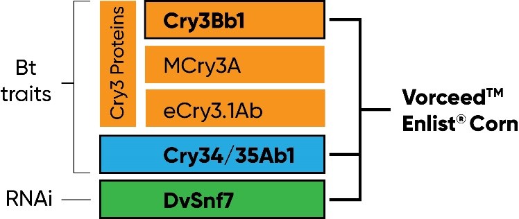 Vorceed Enlist corn contains three modes of action for protection against corn rootworm: two Bt traits (Cry3Bb1 and Cry34/35Ab1) and RNAi (DvSnf7)