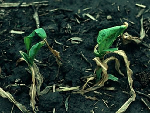 Frost-damaged corn plants two weeks after frost. Plants not clipped