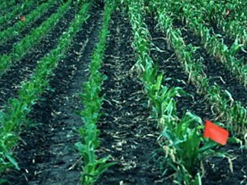 Clipped treatment left of red flag, unclipped treatment at flag. Clipped plants appear less restricted two weeks after the clipping treatment