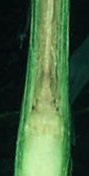 Growing point is discolored indicating probable death. 