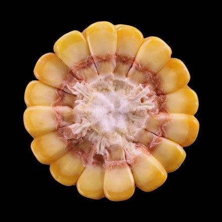 stage R5.25 corn cob cut in half