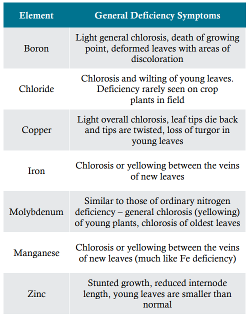 General micronutrient deficiency symptoms
