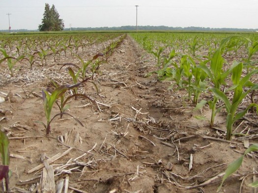 Purple corn as a result of genetic tendency