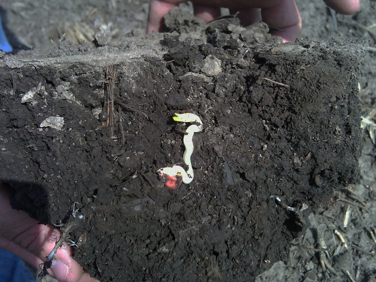 Corn seedling that has failed to emerge due to prolonged cold stress and compacted soil conditions.