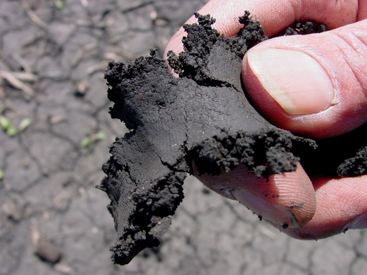 The “ribbon test” can be used to assess soil moisture and determine if soil is at high risk for compaction.