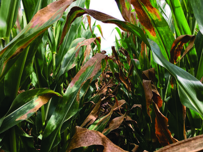 Severe sunscald injury throughout the corn canopy.