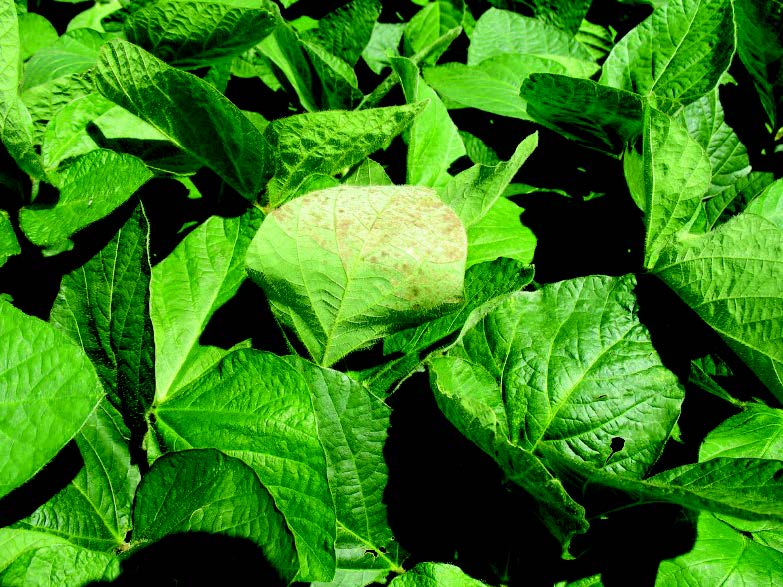 Sunscald injury visible on the underside of a soybean leaf.