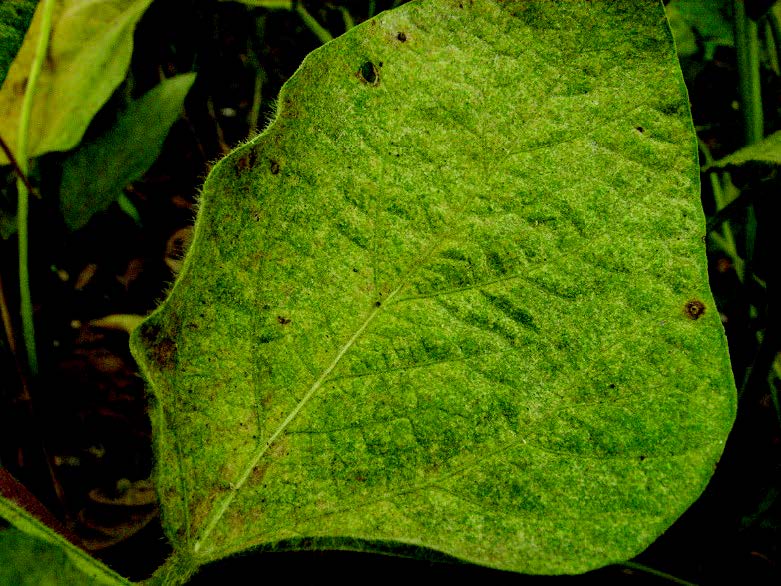 spider mites